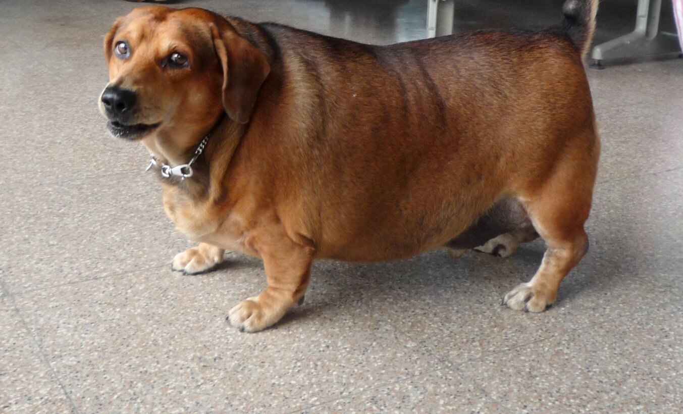 Chubby sausage dog hotsell