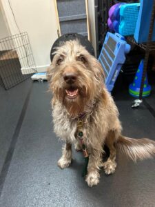Canine Rehabilitation and Physical Therapy: 9781437703092