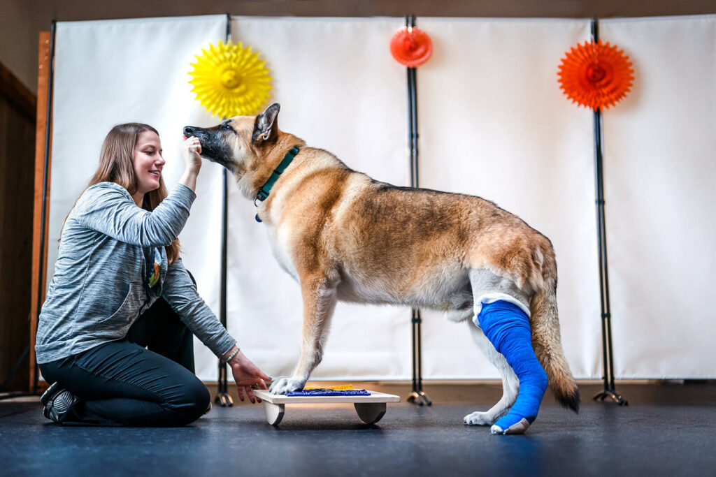 CCL Tear in Dogs | Cruciate Ligament Tears | Canine PT and Me